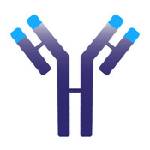 IMVT - Immunovant Inc.
